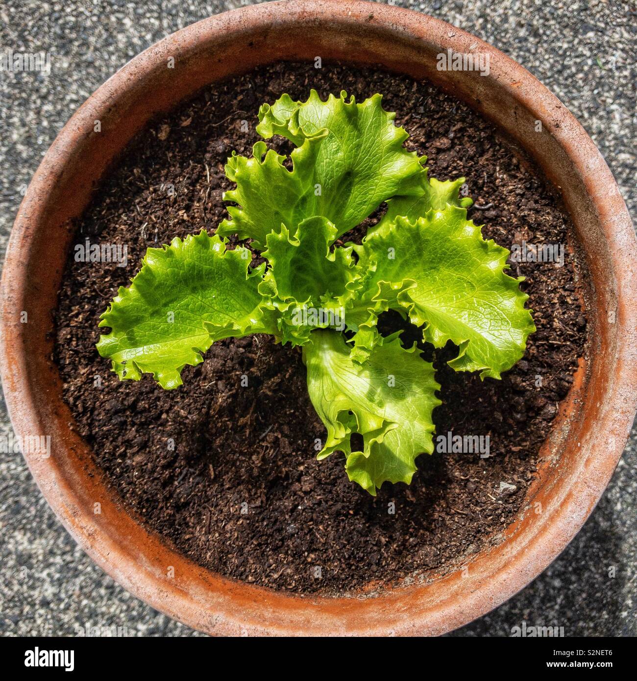 Lettuce plant growing in a pot Stock Photo Alamy