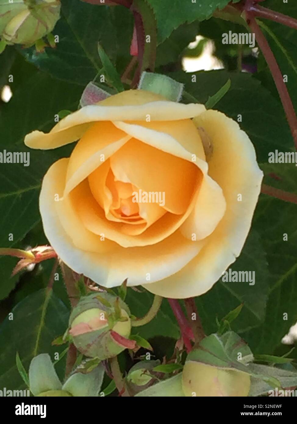 Yellow rose of texas hires stock photography and images Alamy