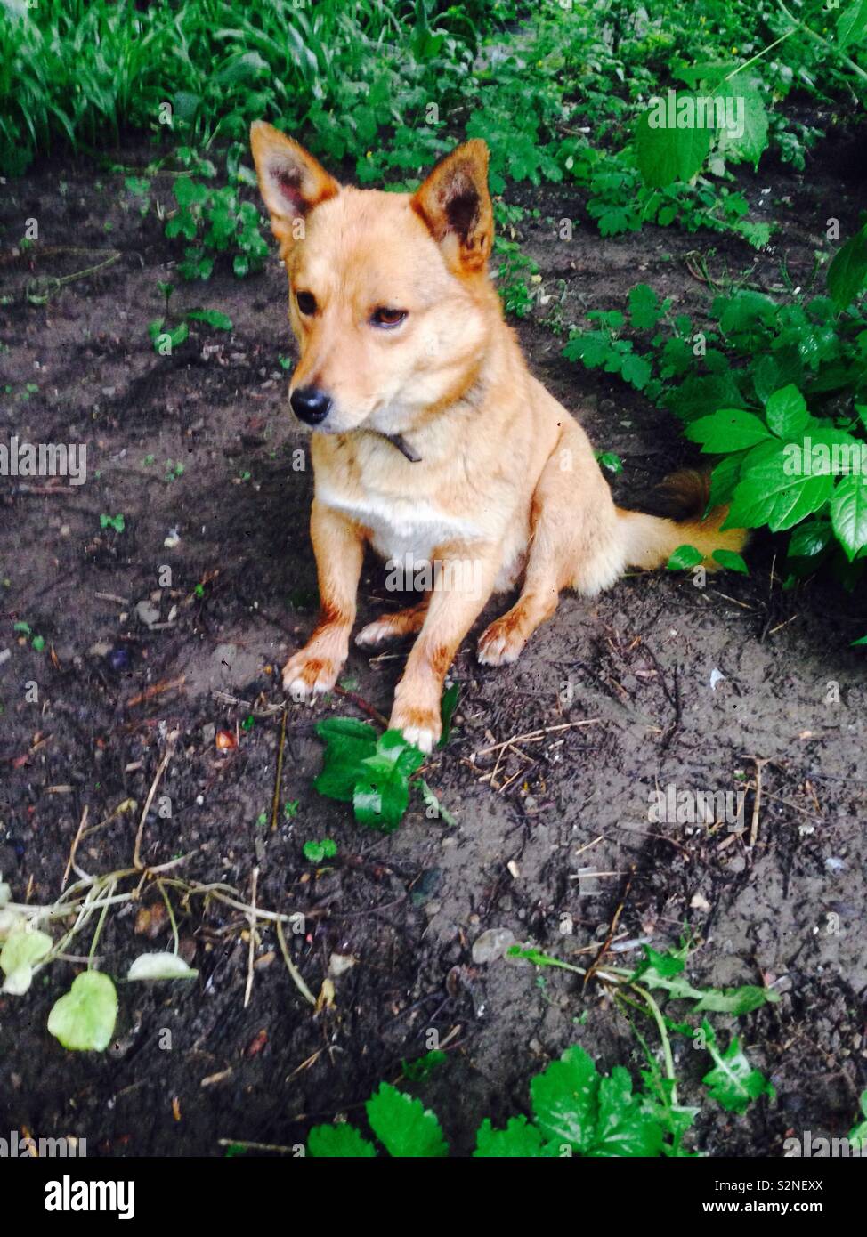 Lovely dog looks like a fox Stock Photo Alamy