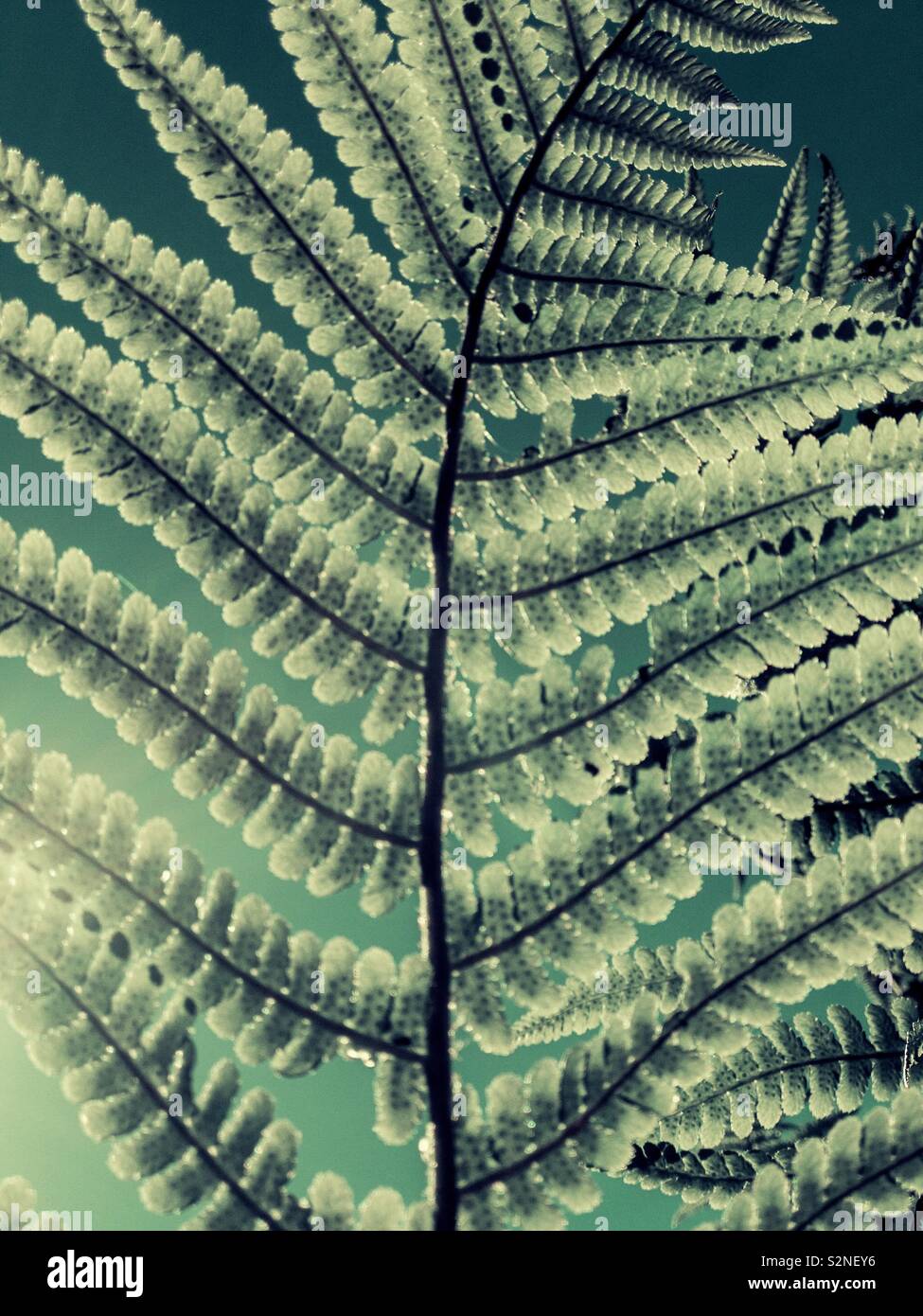 Close up of fern leaf backlit and digitally toned. Stock Photo