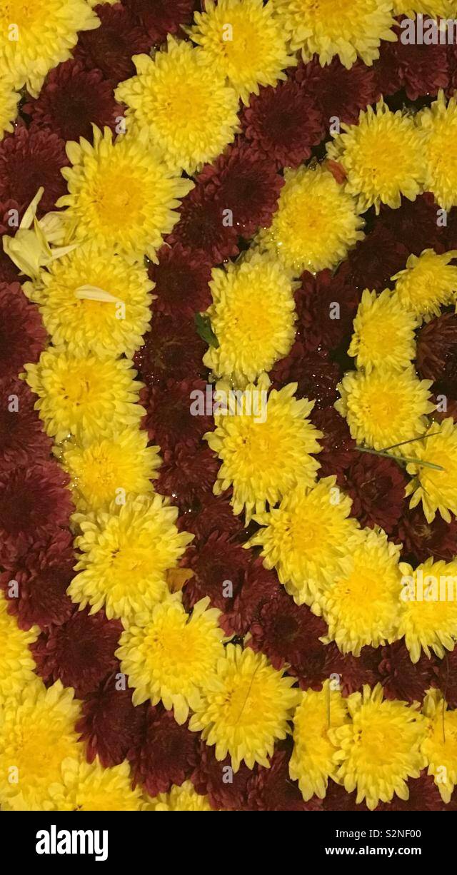 Mandala like flowers hi-res stock photography and images - Alamy