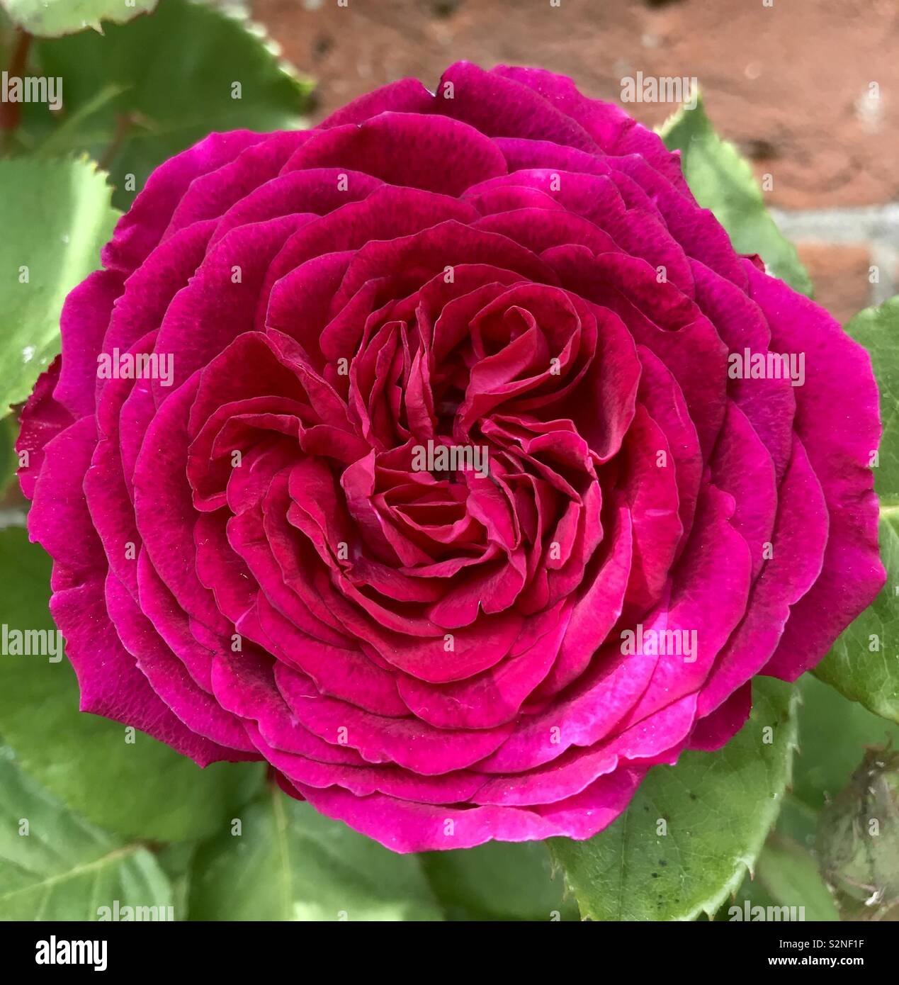 Rose des vents hi-res stock photography and images - Alamy