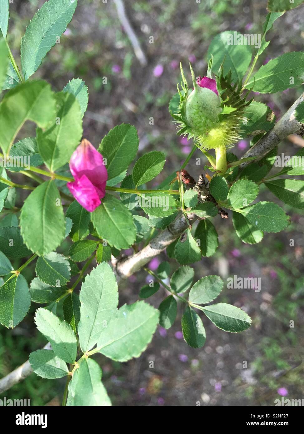 Antique Moss Rosebud Stock Photo Alamy Antique Moss Rosebud Stock Photo Alamy