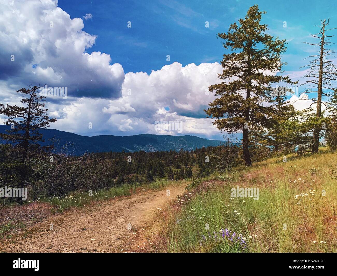 Dirt hiking trail on a hillside with evergreen trees and forest covered mountains in the distance with blue sky and white clouds. - Smartphone Captured Stock Image