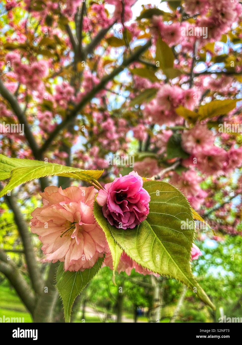 Blossoming trees in the park. - Smartphone Captured Stock Image