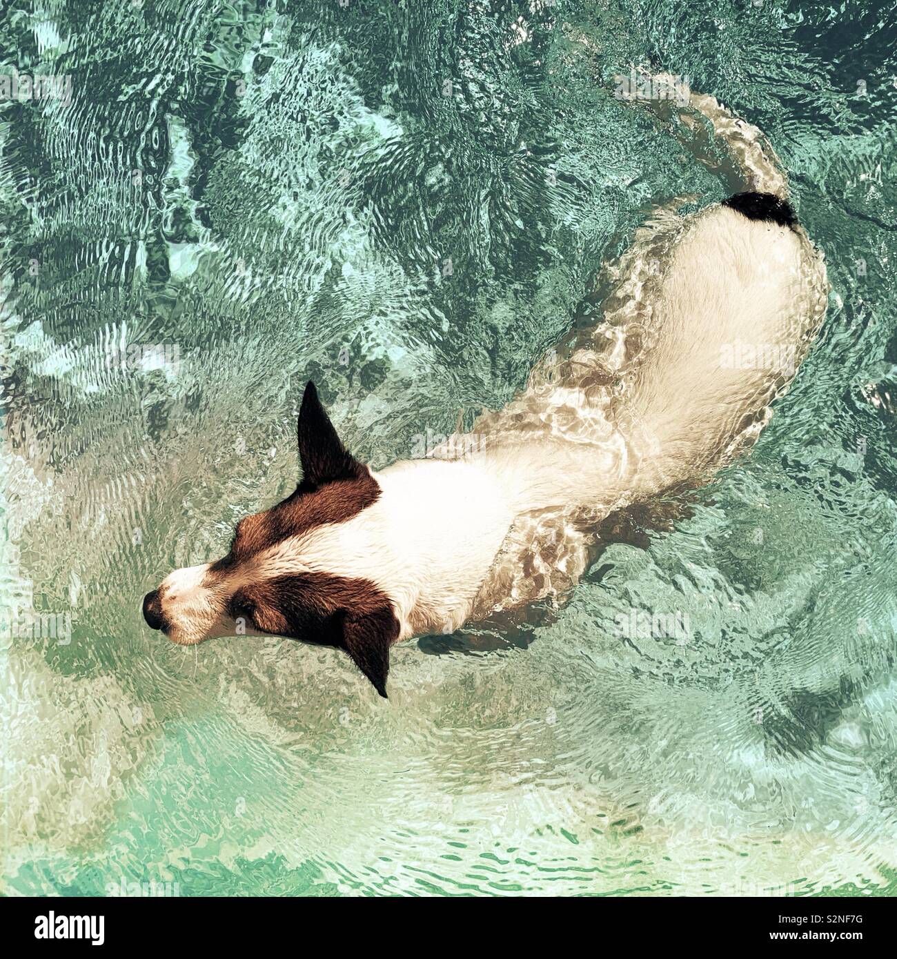 Dog swimming in water outdoors on a warm sunny day - Smartphone Captured Stock Image