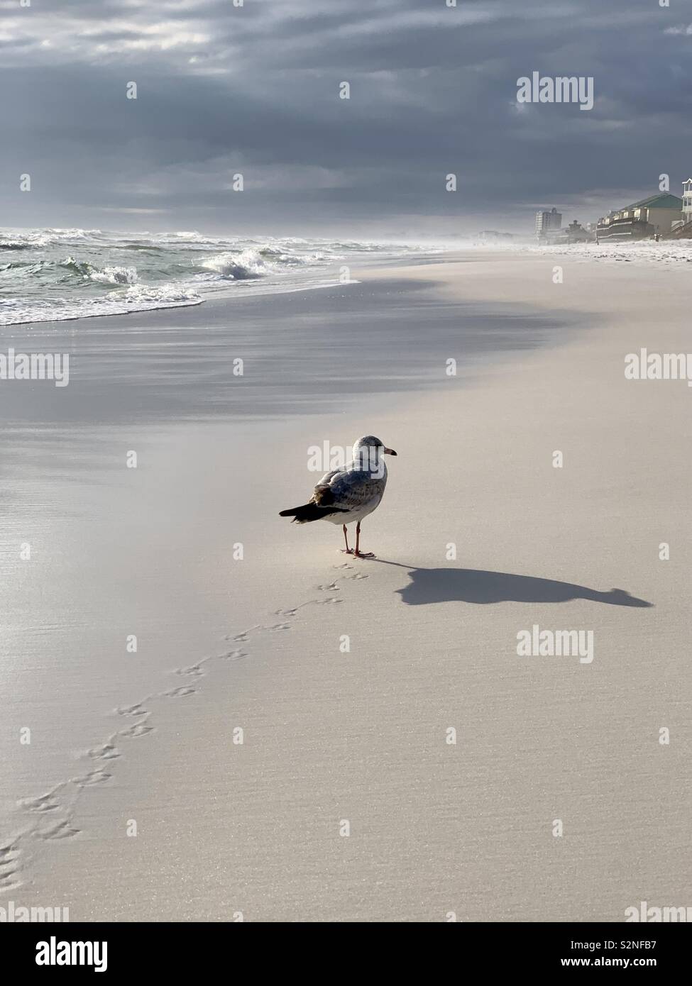 Gull walking on beach on a stormy day with shadow, waves, clouds - Smartphone Captured Stock Image