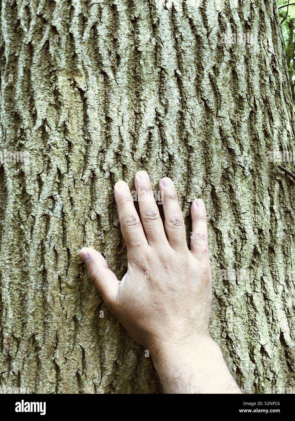 Hand of a person touching the surface of a tree - Smartphone Captured Stock Image