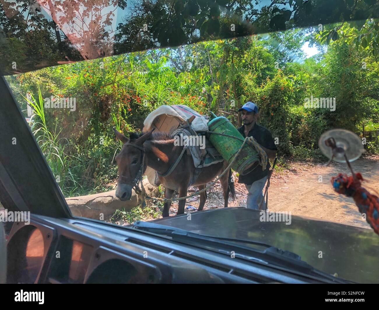 A mule walks by a jeep in the jungle of the Sierra Nevada, Colombia. - Smartphone Captured Stock Image