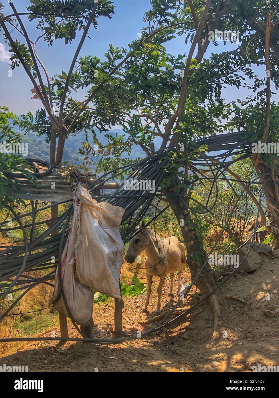 A lone white horse in a rural landscape. Stock Photo