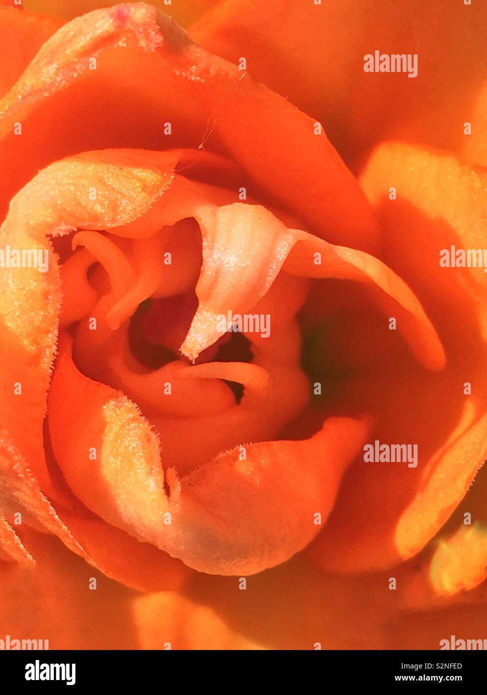 Full frame closeup of a bright orange flower in full bloom. Stock Photo