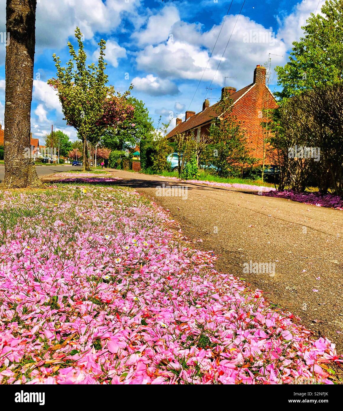 Cherry blossoms on urban street - Smartphone Captured Stock Image