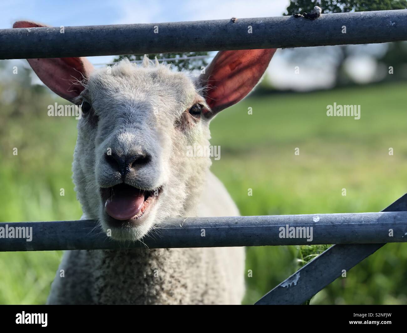 A lamb baa baa in a fence on a field in the countryside Stock Photo