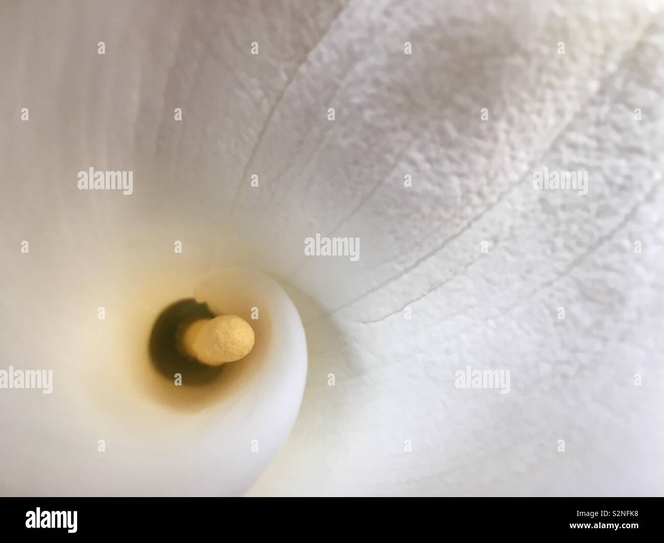 High angle closeup view of a white Calla Lily with a yellow spadix and white spathe. Stock Photo