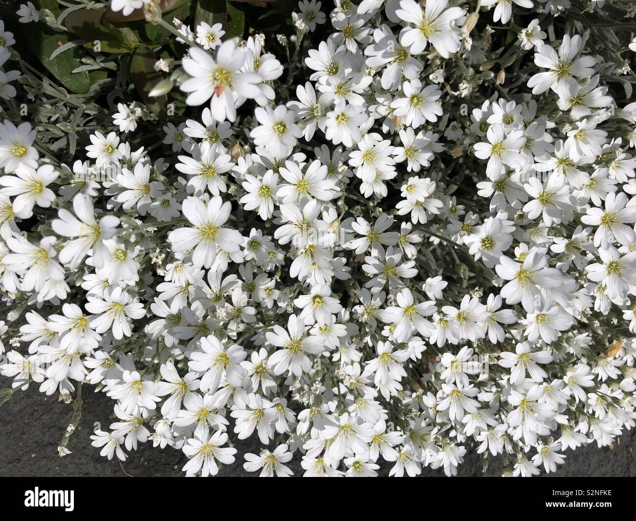 Snow in summer growing in a large clump - Cerastium tomentosum Stock Photo