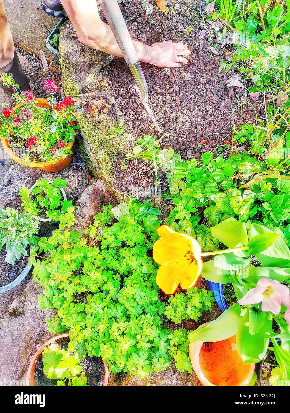 Plants and flowers and man digging with fork - Smartphone Captured Stock Image