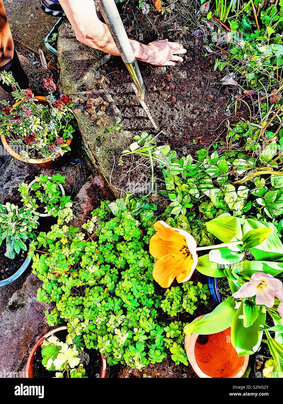 Plants and flowers and man digging with fork - Smartphone Captured Stock Image