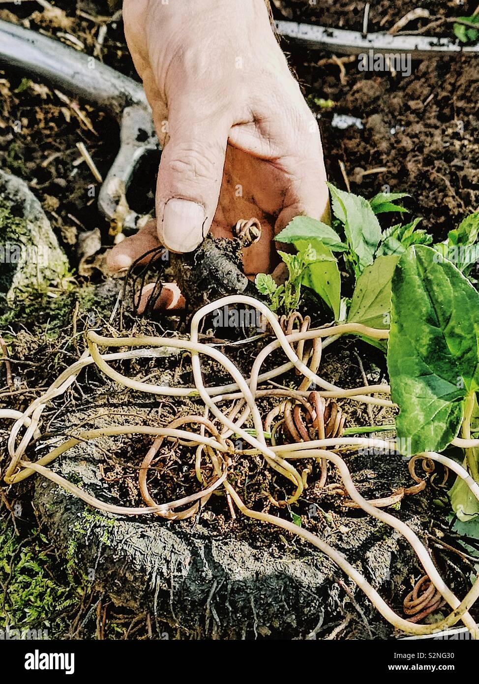 Man’s hand removing large garden weed Stock Photo - Alamy