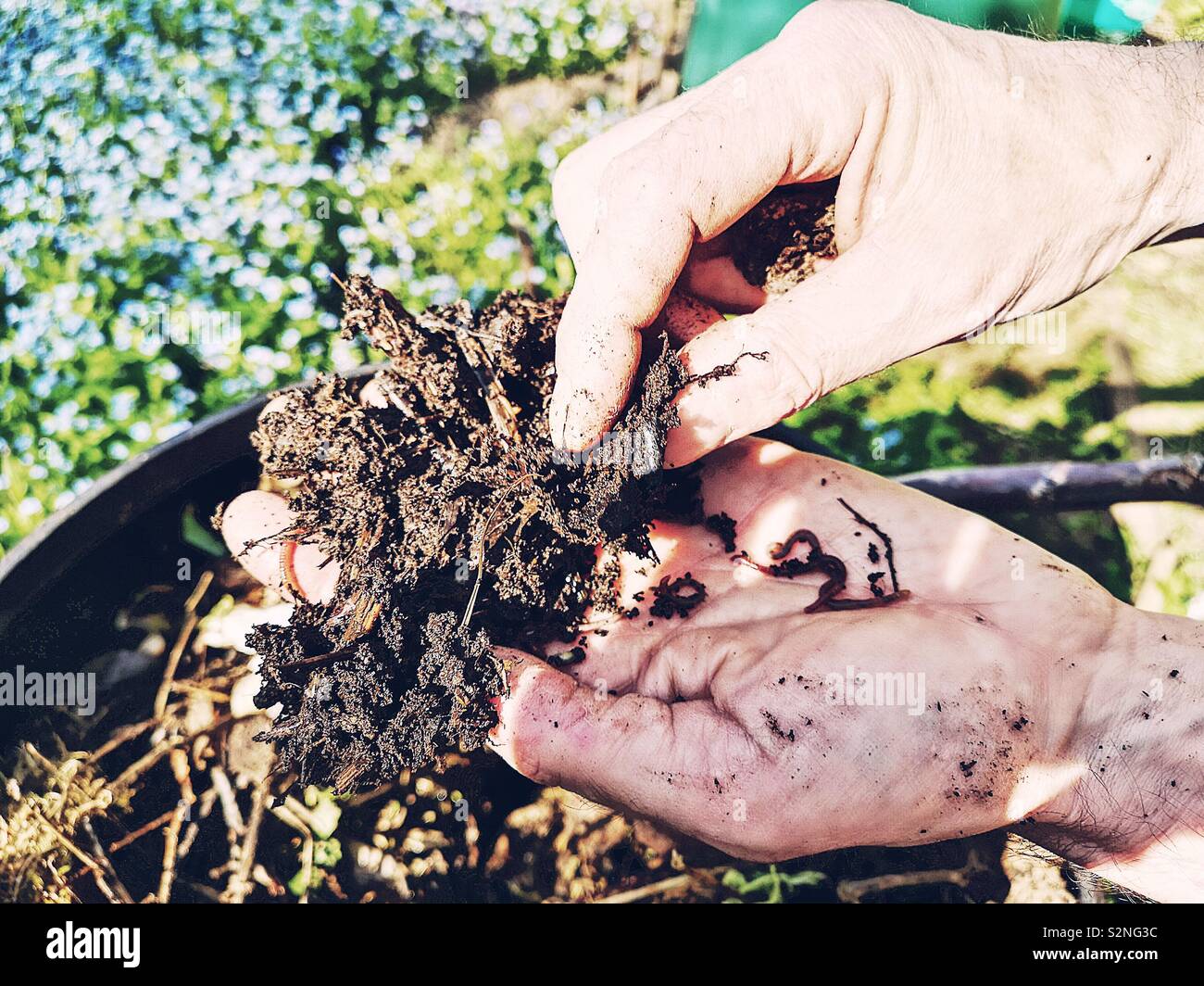 Close up of man’s hand holding worms in fresh compost - Smartphone Captured Stock Image