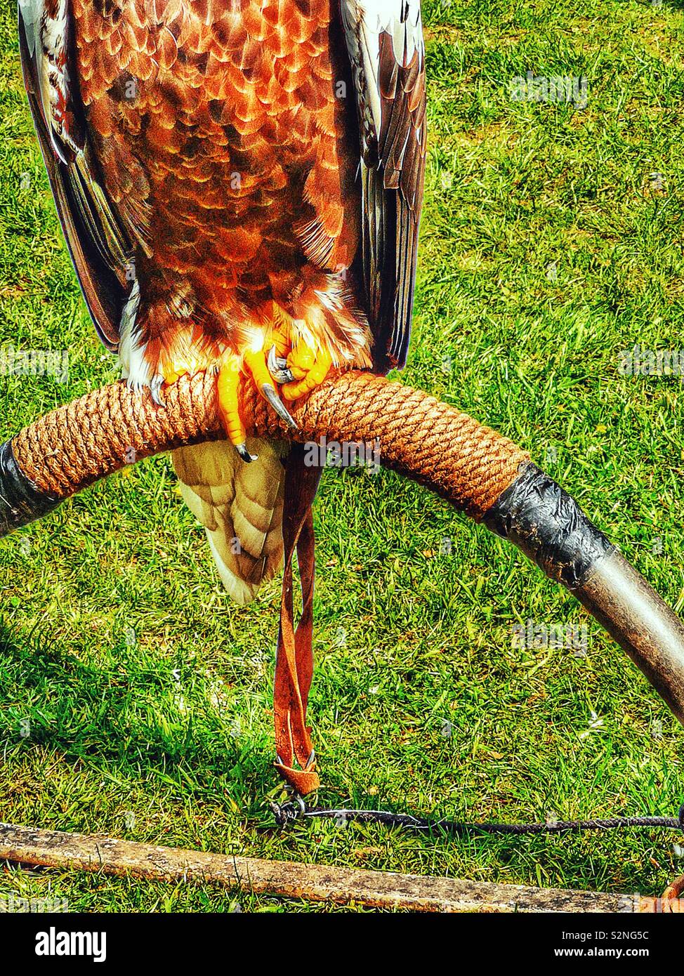 Talons of a Steller’s Sea Eagle (Haliaeetus Pelagicus) a diurnal bird of prey. It is listed as endangered by the International Union for Conservation of Nature - Smartphone Captured Stock Image