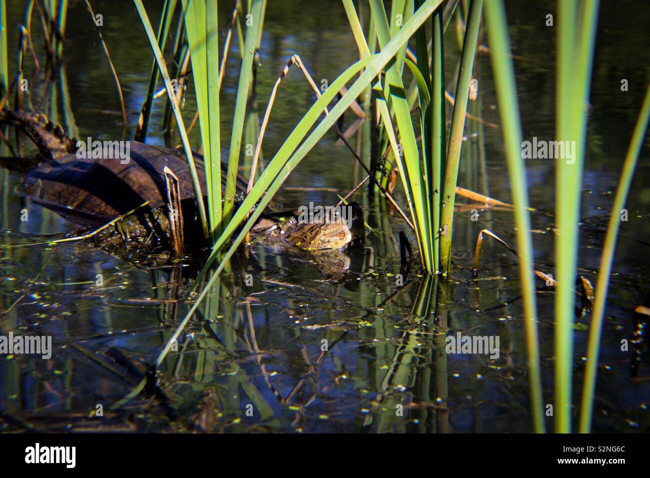 Common snapping turtle peeking through grass Stock Photo - Alamy