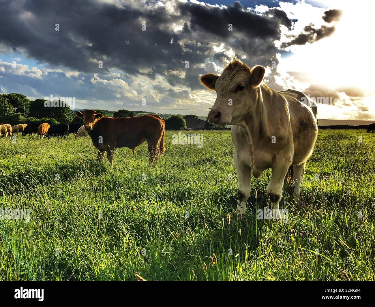 Young bulls in a field Guiseley West Yorkshire - Smartphone Captured Stock Image