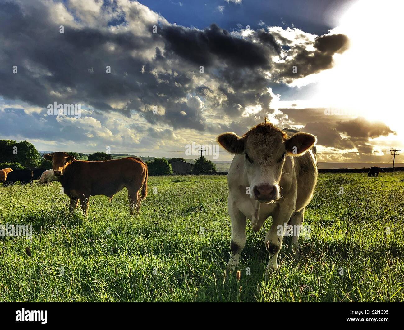 Young bulls in a field Guiseley West Yorkshire - Smartphone Captured Stock Image