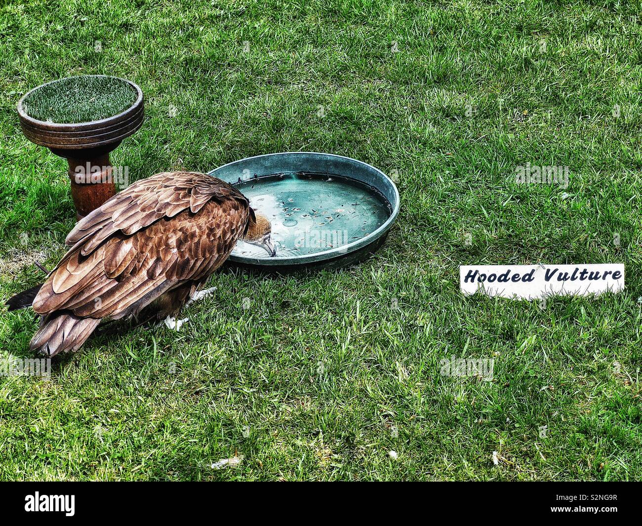 Hooded vulture (Necrosyrtes Monachus) drinking water. The species is currently critically endangered - Smartphone Captured Stock Image