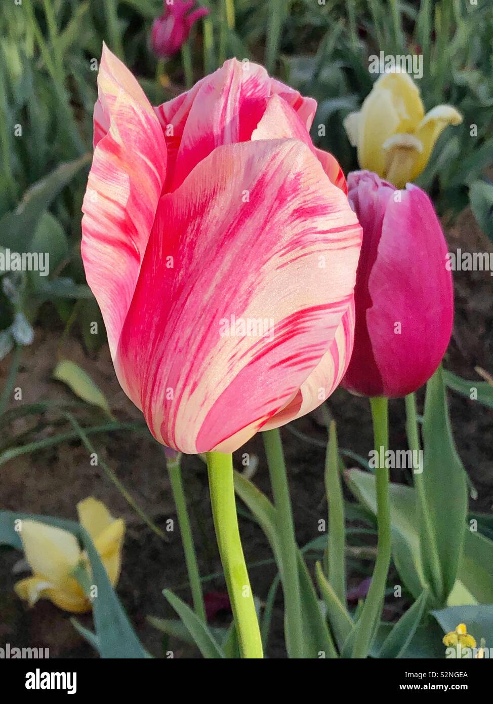 Tulip close-up with pink stripes and a small pink one behind - Smartphone Captured Stock Image