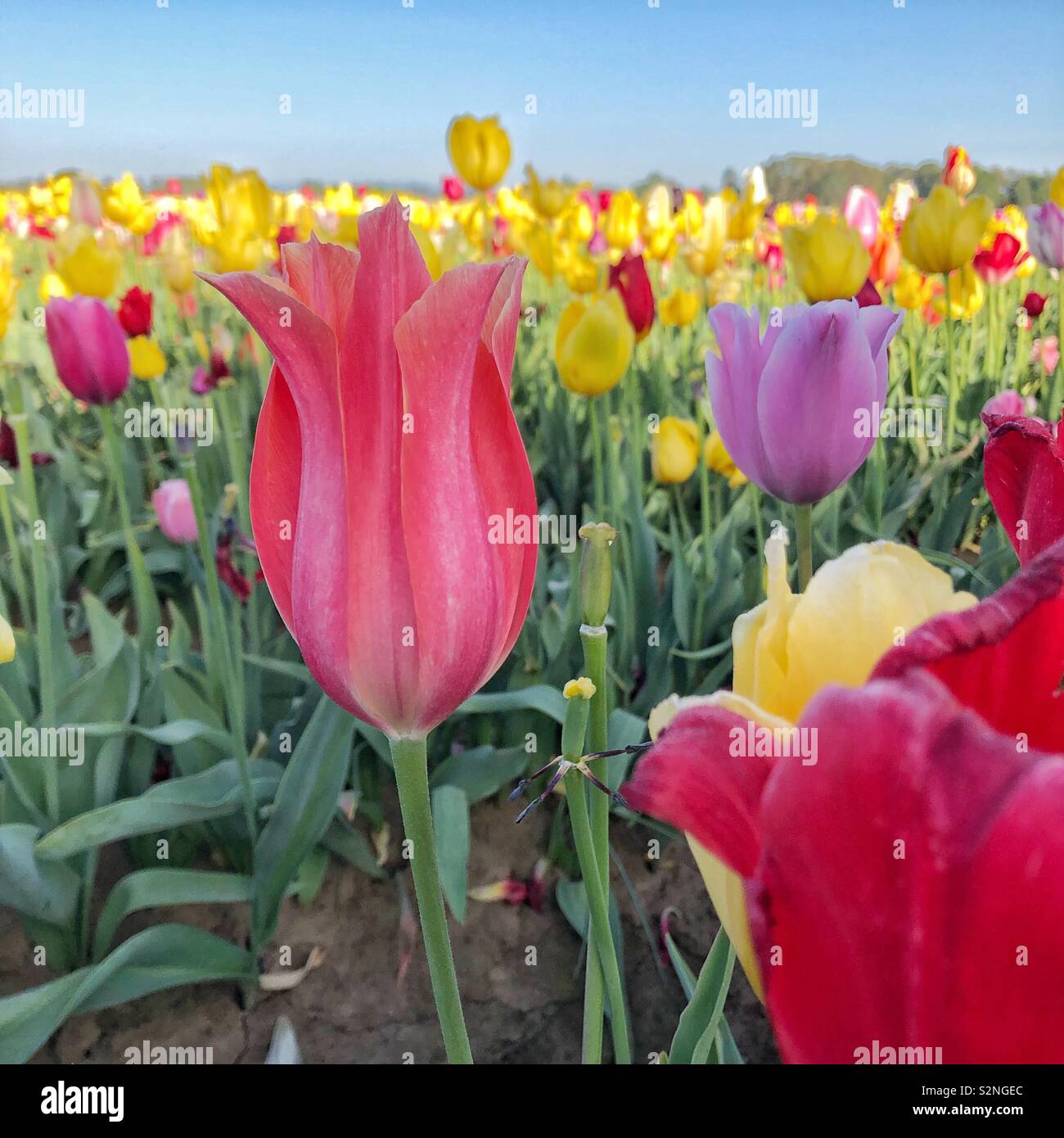 Tulip field in the morning sun with colorful multicolored tulip varieties. - Smartphone Captured Stock Image
