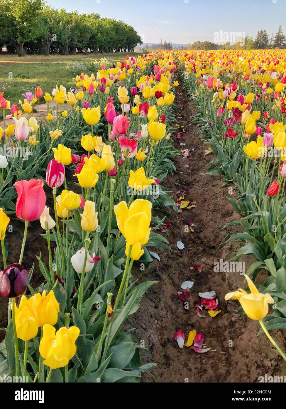 Rose of tulips growing in a field with a stand of trees on the left - Smartphone Captured Stock Image