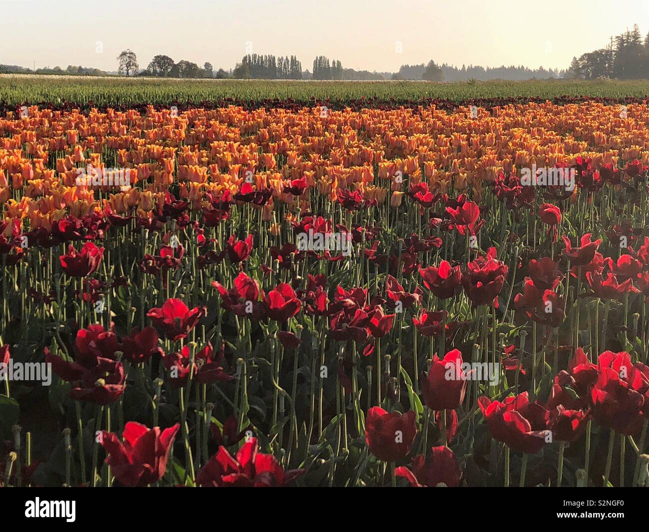 Many rows of tulips Both red and orange growing in the field with trees in the background - Smartphone Captured Stock Image