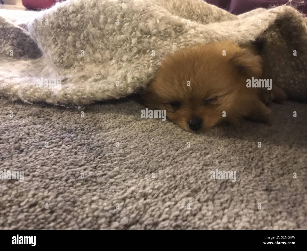 Sleeping puppy under the rug Stock Photo Alamy