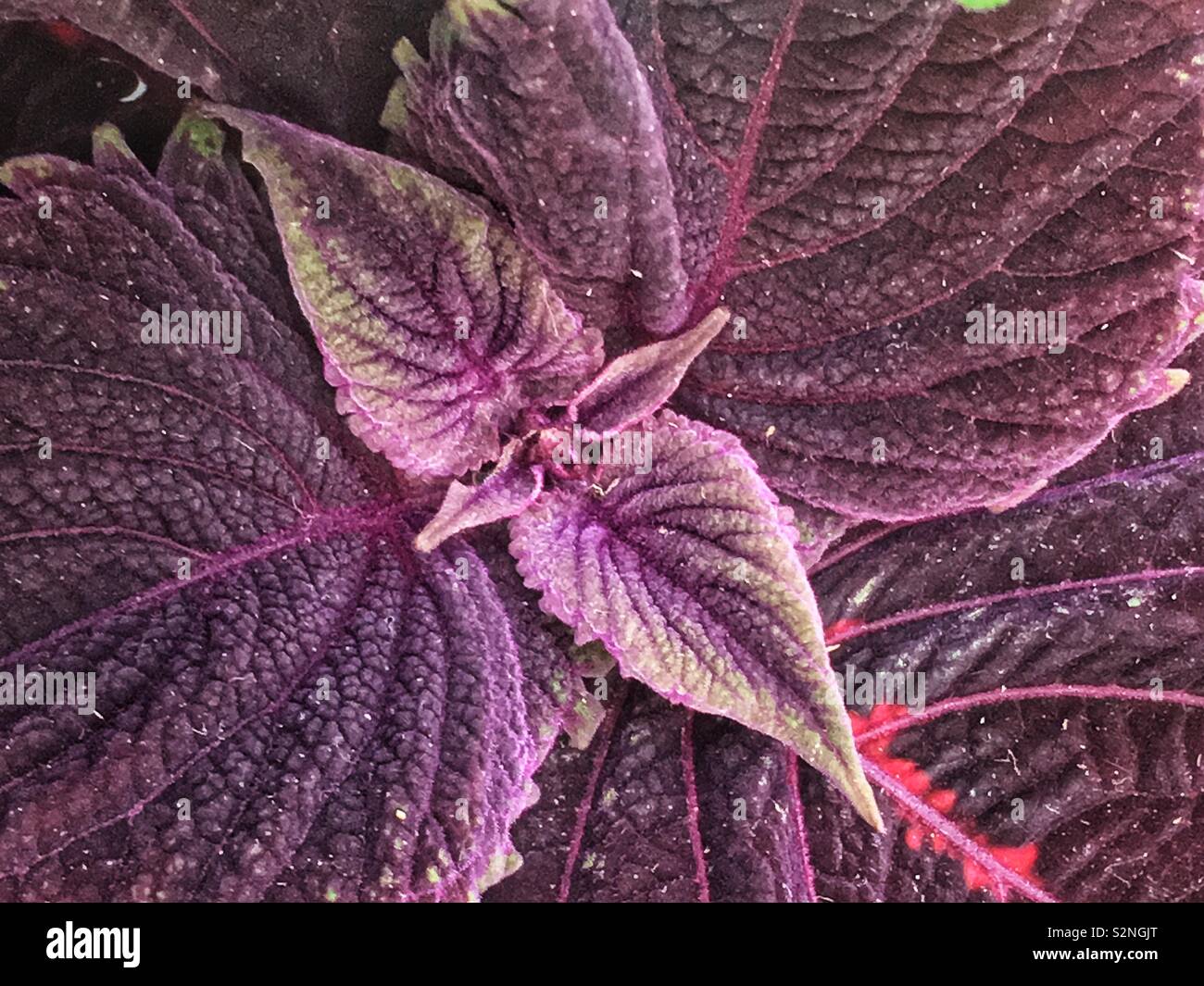 Full frame of Kong coleus, Solenostemon scutellarioides, a brightly colored houseplant. - Smartphone Captured Stock Image