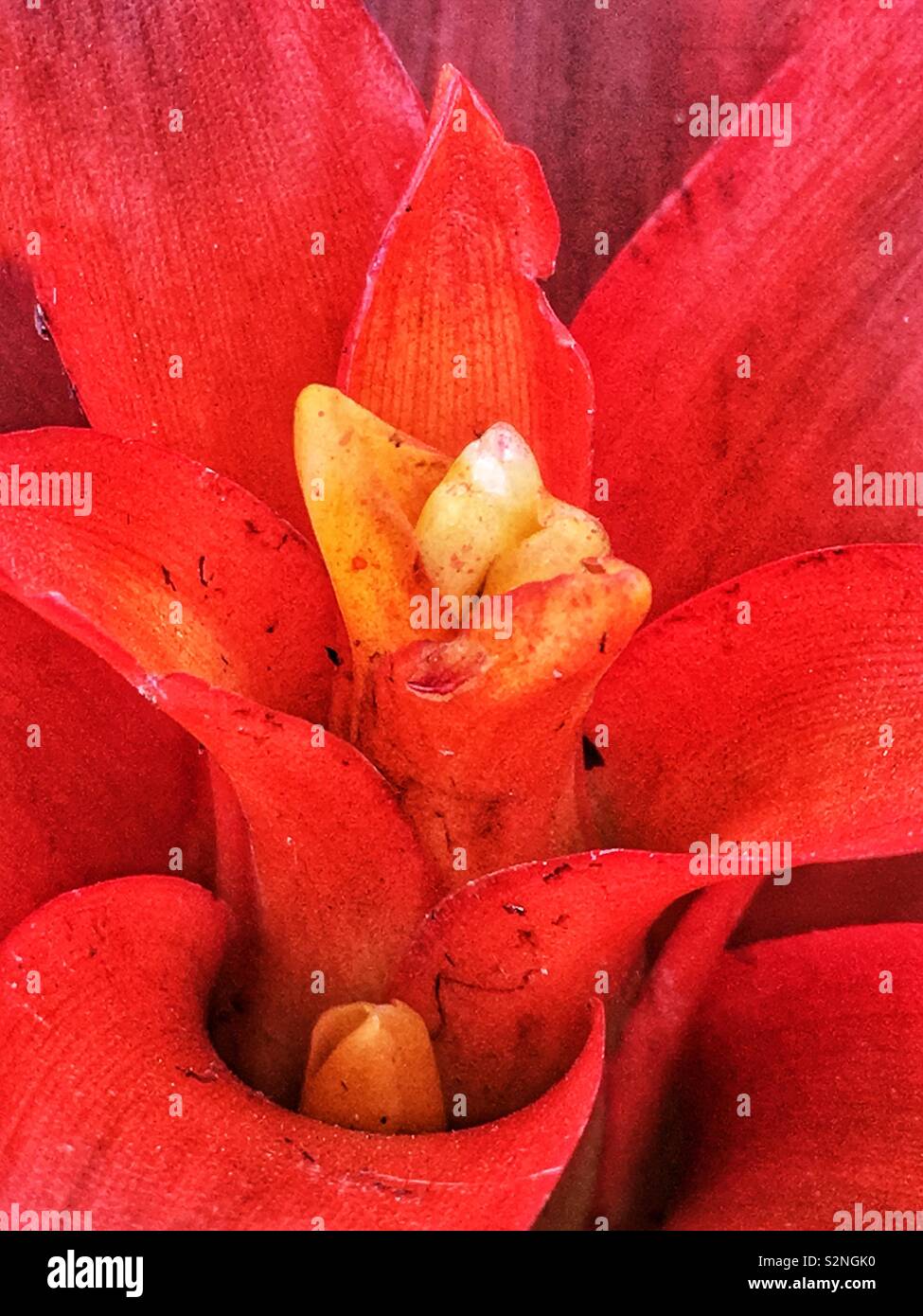 Full frame closeup of a bright red bromeliad yellow flower . Stock Photo