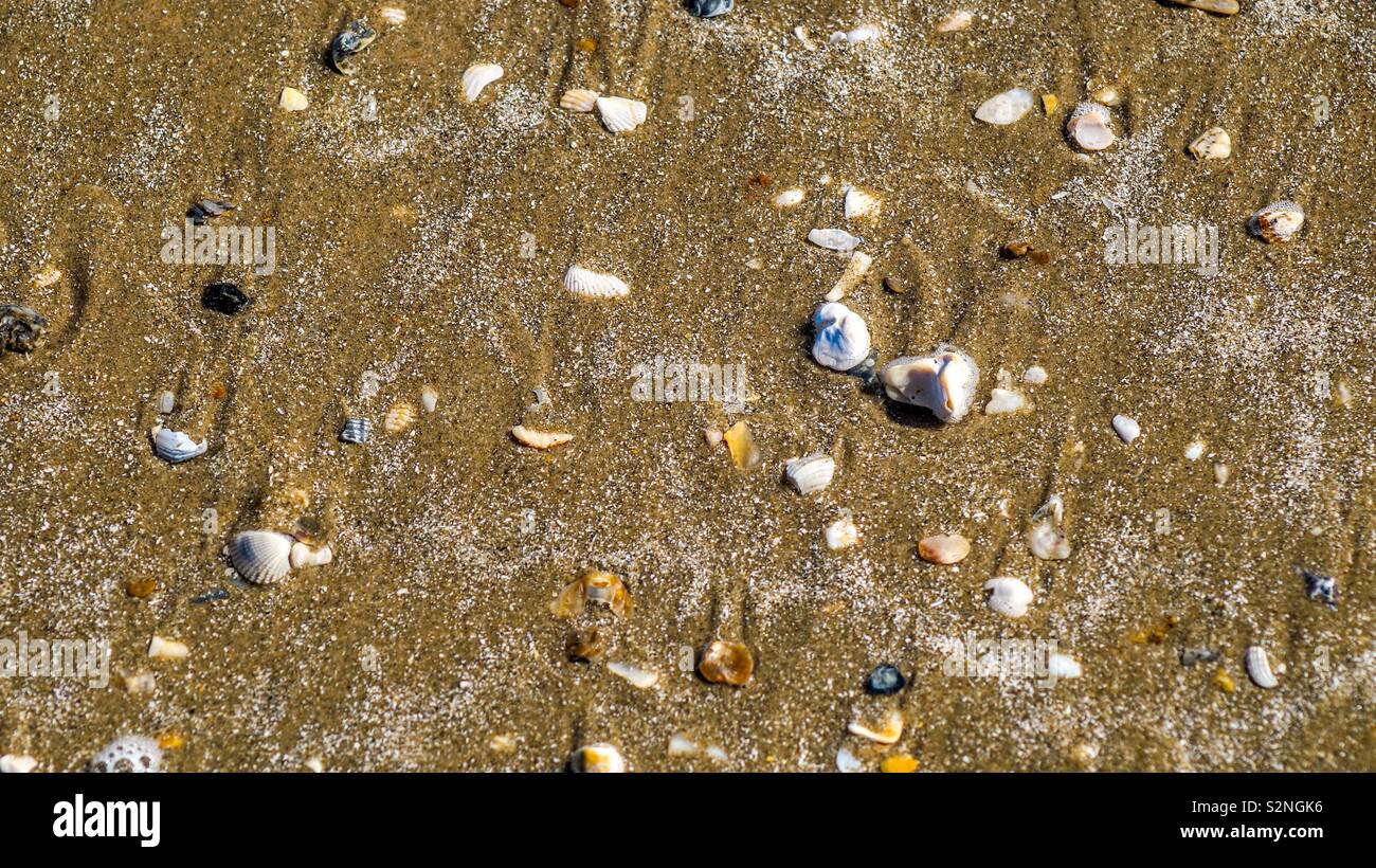 Seashells on the beach Bolivar Peninsula, Texas, USA Stock Photo