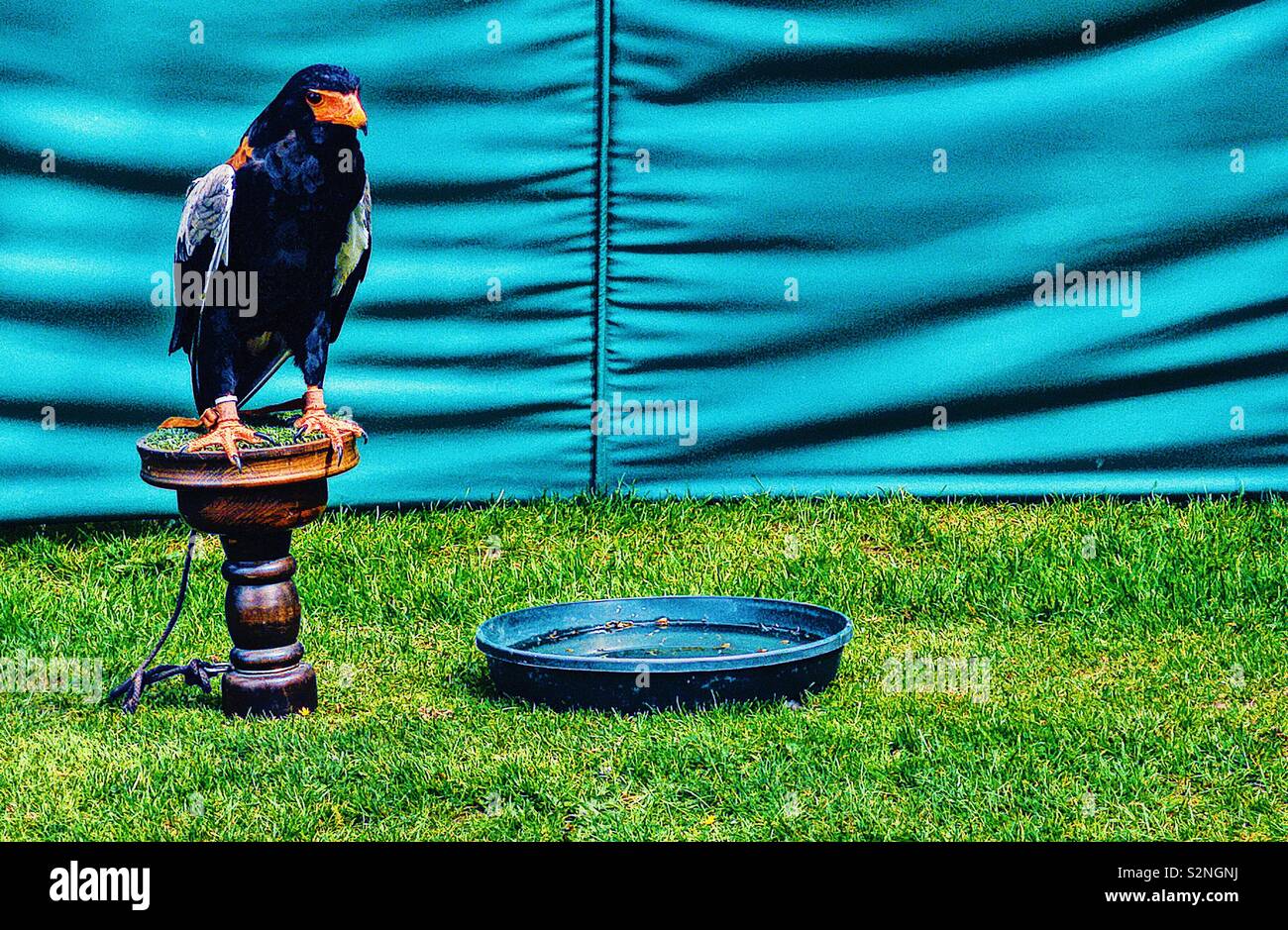 Bataleur Eagle (Terathopius ecaudatus) on wooden perch waiting to take part in display. It is currently categorised as near threatened species - Smartphone Captured Stock Image