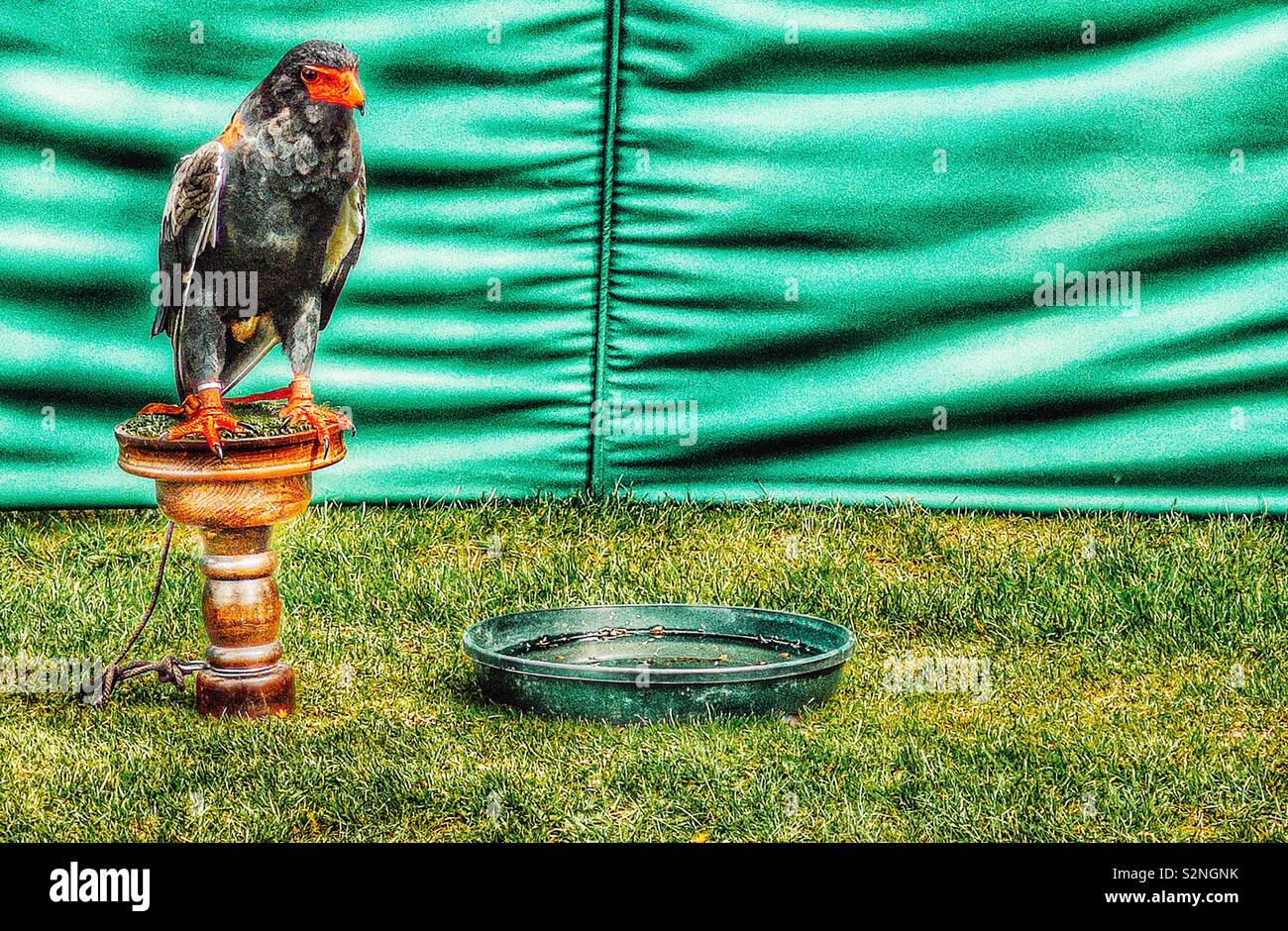 Bataleur Eagle (Terathopius ecaudatus) on wooden perch waiting to take part in display. It is currently categorised as a near threatened species - Smartphone Captured Stock Image
