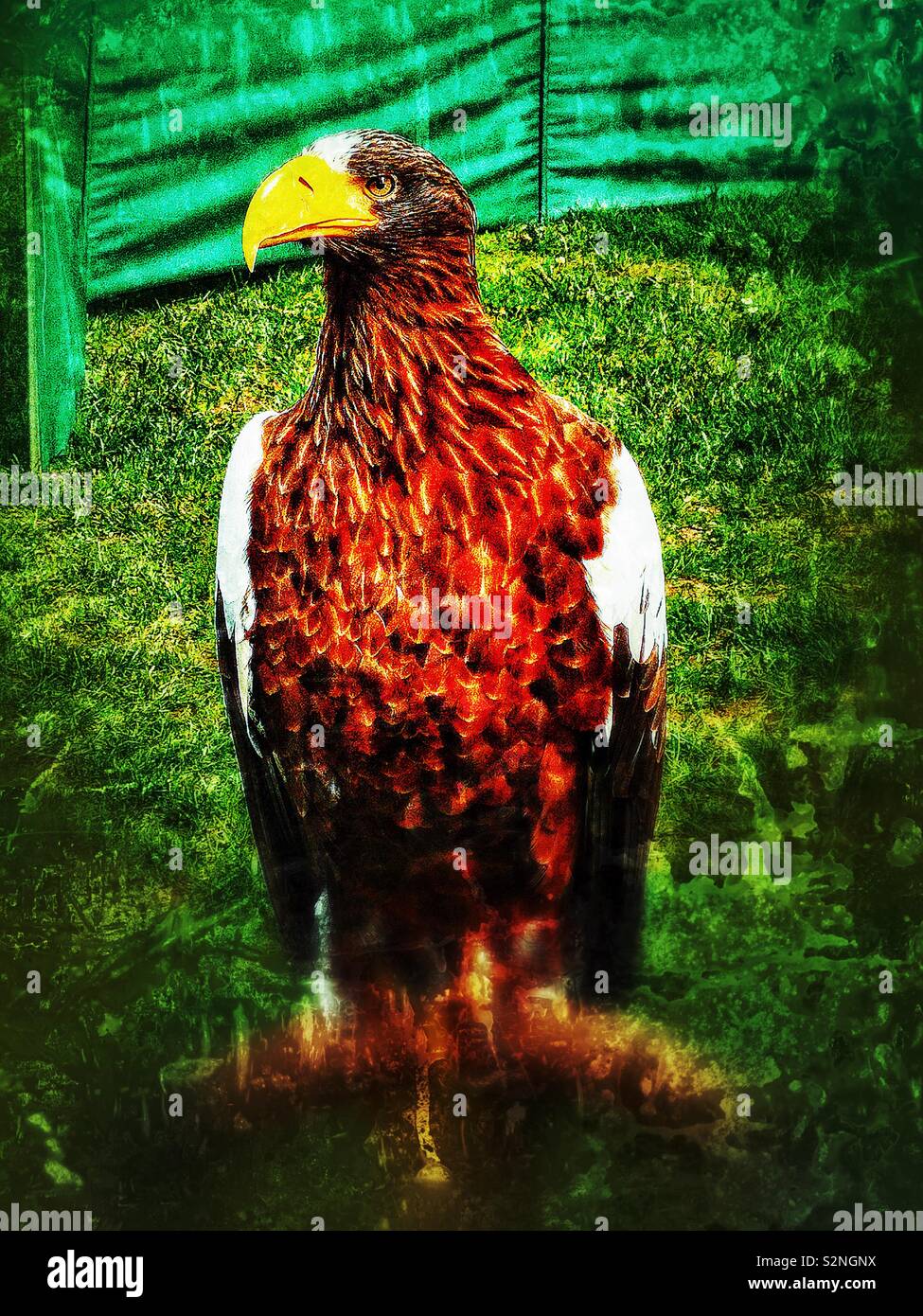 Steller’s sea eagle (Haliaeetus Pelagicus) a diurnal bird of prey. It is listed as endangered by the International Union for Conservation of Nature - Smartphone Captured Stock Image