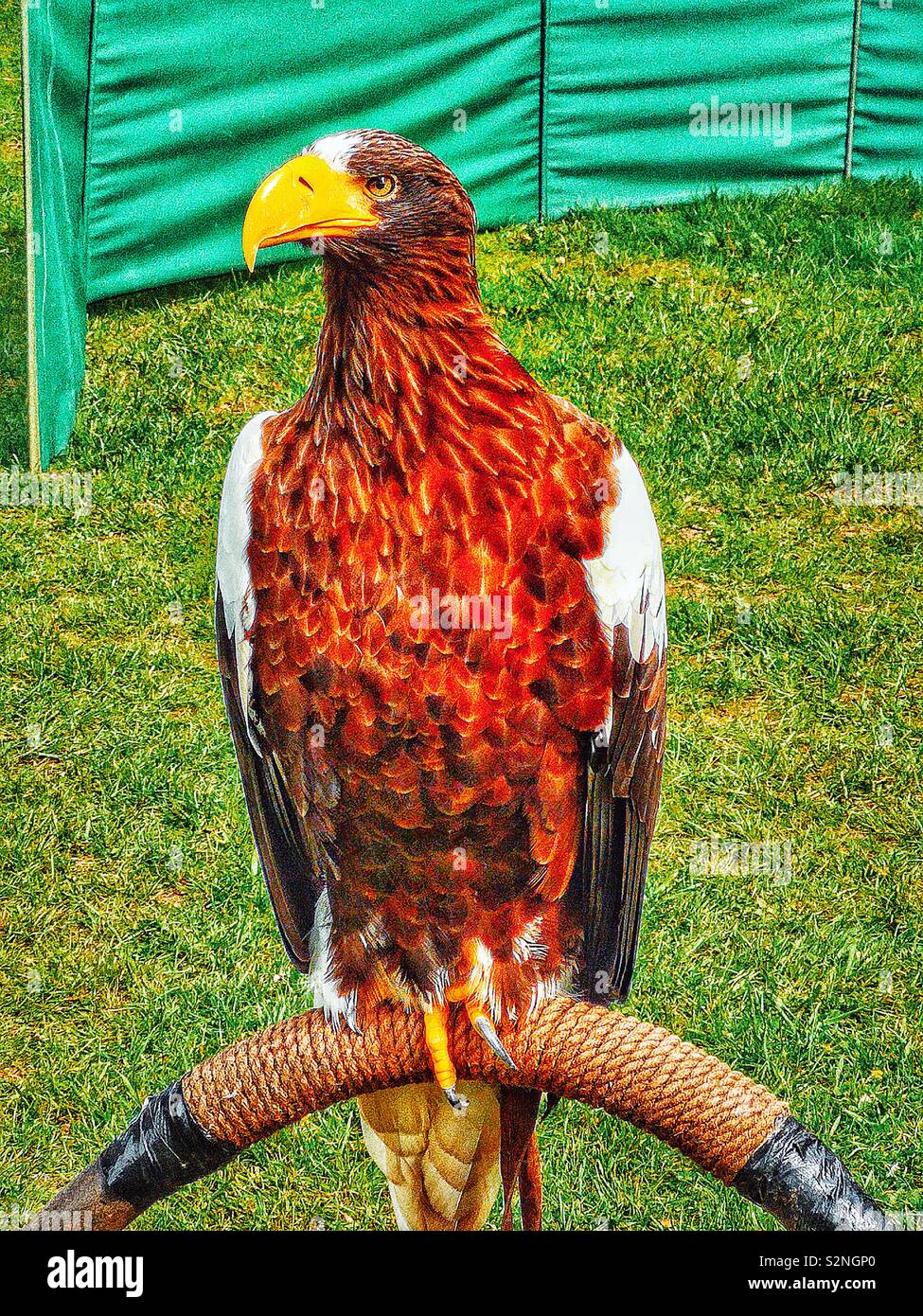 Steller’s Sea Eagle (Haliaeetus Pelagicus) a diurnal bird of prey. It is listed as endangered by the International Union for Conservation of Nature - Smartphone Captured Stock Image