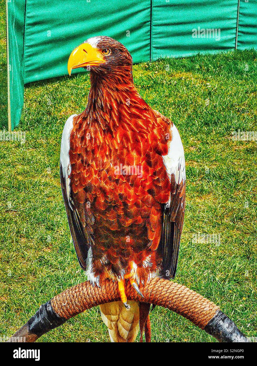 Diurnal birds of prey hi-res stock photography and images - Alamy