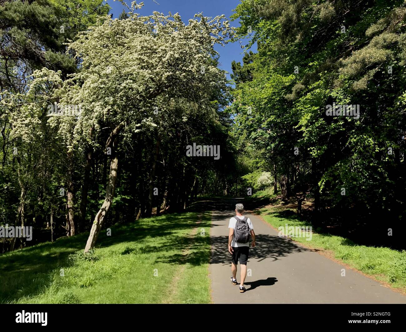 A man walks along a path in Phoenix Park, Dublin on a bright afternoon in early summer. - Smartphone Captured Stock Image