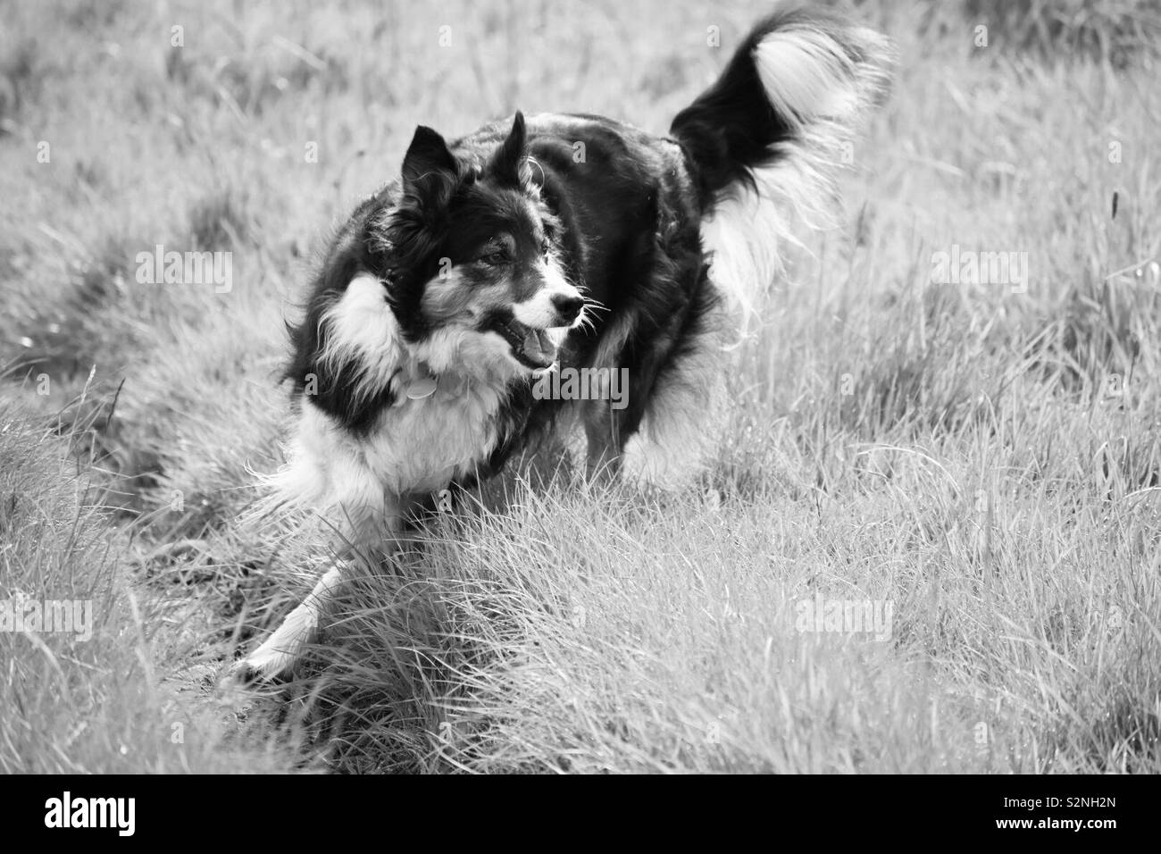 Black and white sheepdog hires stock photography and images Alamy