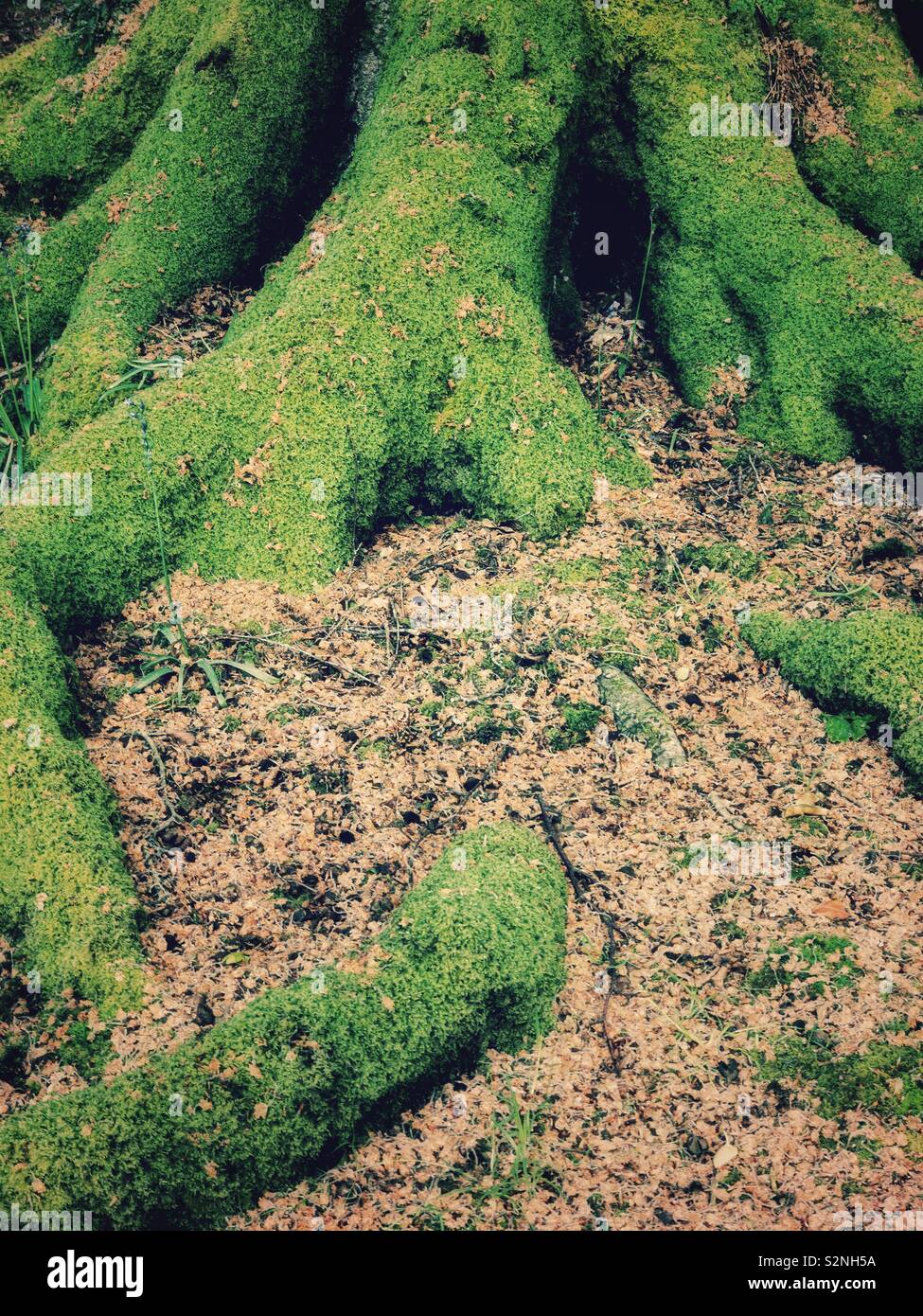 Old mature tree hires stock photography and images Alamy