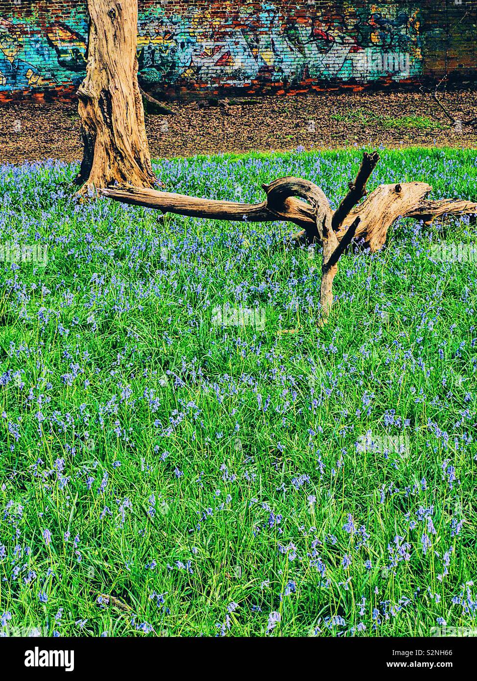 Graffiti, bluebells and twisted tree branch - Smartphone Captured Stock Image