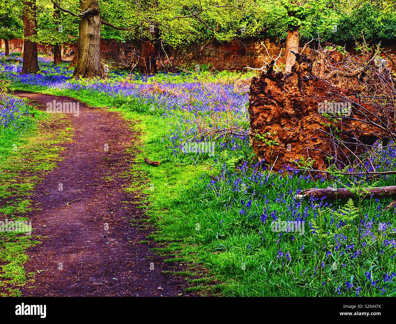 Uprooted tree in bluebell woods Stock Photo