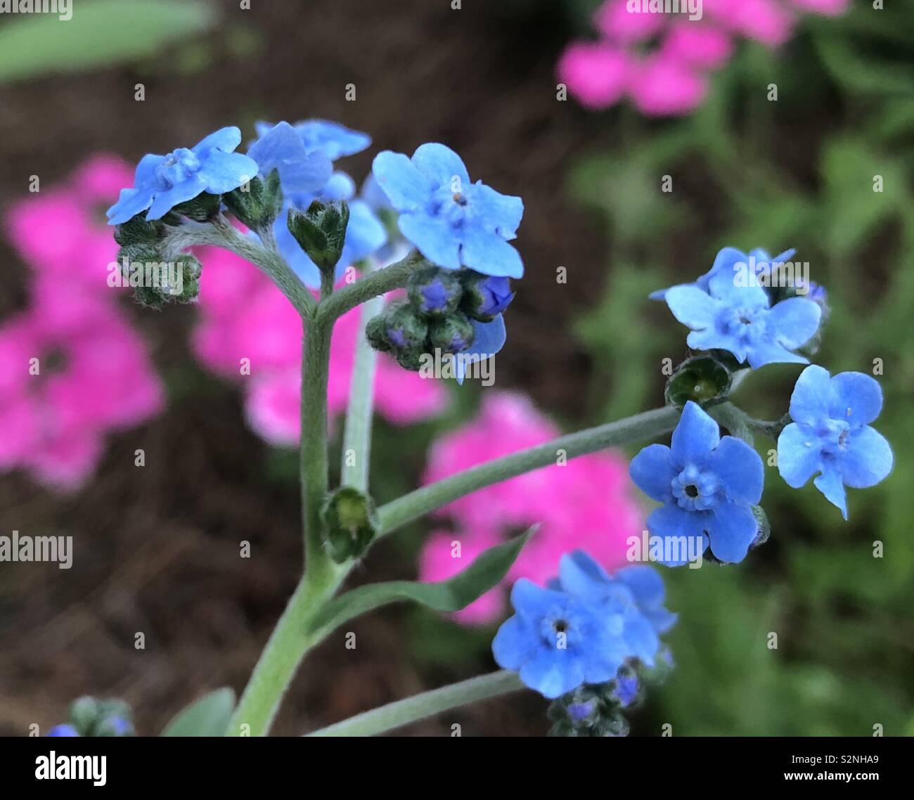 Chinese forget-me-nots and pink verbena Stock Photo