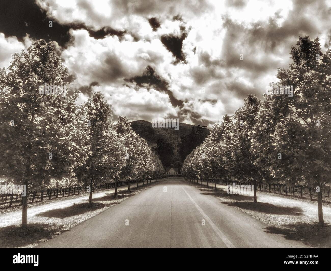 Entrance road with rows of London planetrees into Inglenook winery, Napa, California, USA Stock Photo