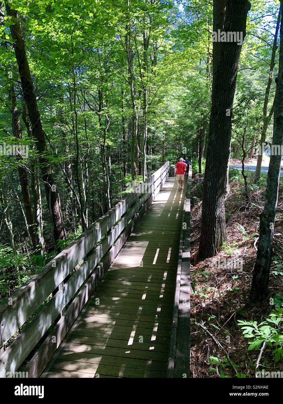 Boardwalk on a trail through the Chattahoochee National Forest Stock Photo
