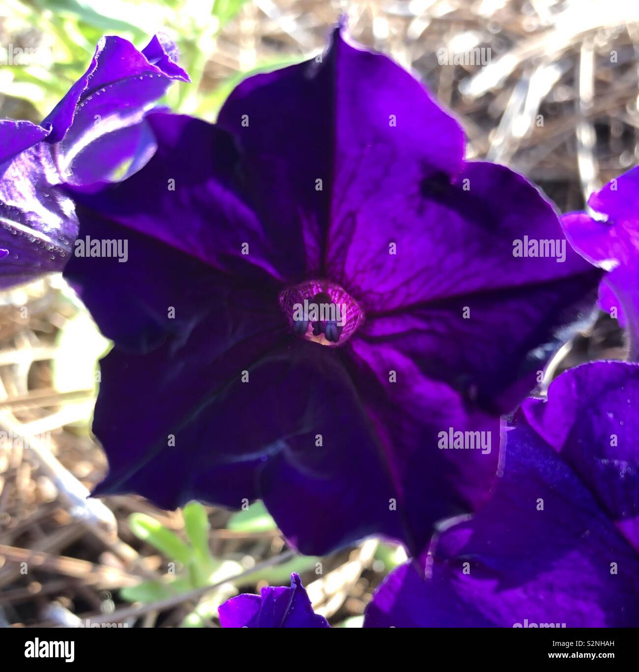Purple annuals hi-res stock photography and images - Alamy